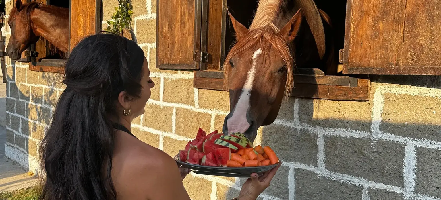 Visitor feeding fruit to a horse at the stable window