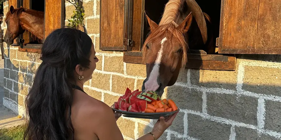 Ahır penceresinden başını uzatan atı meyveyle besleyen ziyaretçi